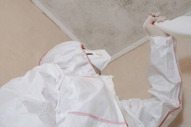 Best Toxic Mold Removal  in West Milton, OH