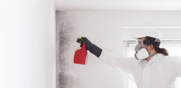 Best Black Mold Removal  in West Milton, OH