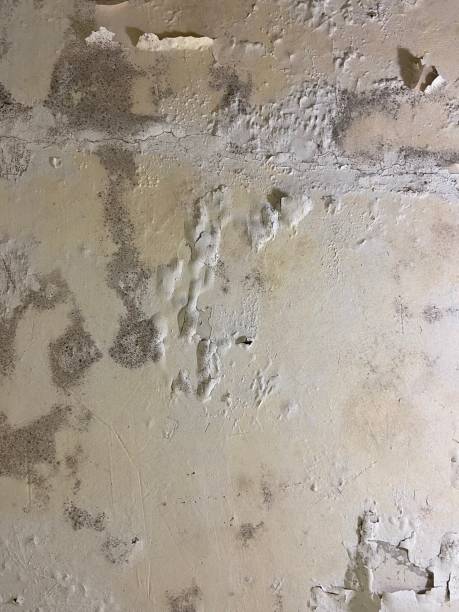 Attic Mold Removal in West Milton, OH
