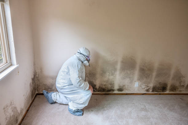 Best Commercial Mold Removal  in West Milton, OH