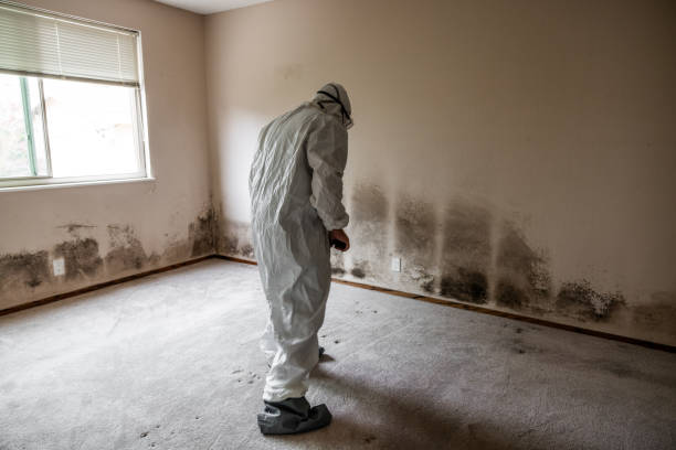 Best Certified Mold Removal  in West Milton, OH
