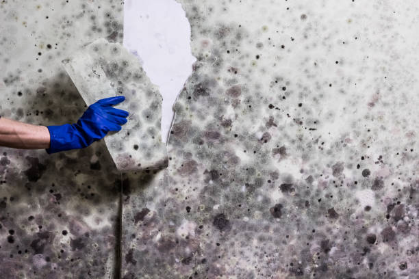 Professional Mold Removal in West Milton, OH