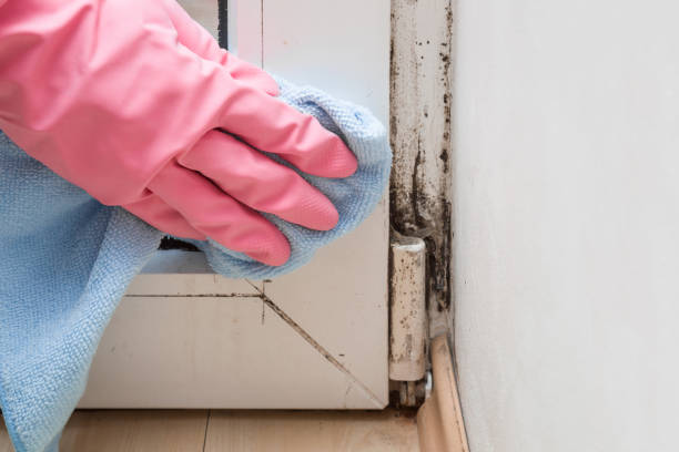 Best Office Mold Removal Services  in West Milton, OH